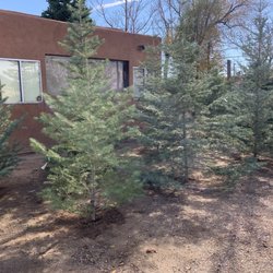 Garcia Family Christmas Trees