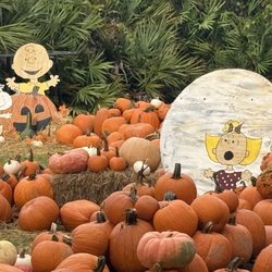 Tomoka Christian Church - Pumpkin patch