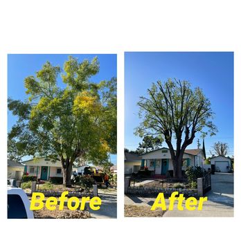 L A C Tree Service - Before and after - Tree Services Near Me L A C Tree Service - Before and after - Tree Services Near Me