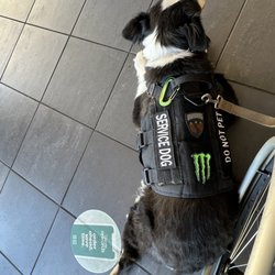 Slick's Billiards - Service dog
