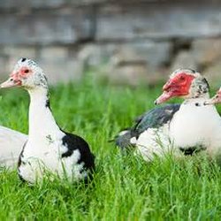 Farm Queen Foods