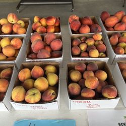 Eckhardt Orchards - The freestone peaches  are here.