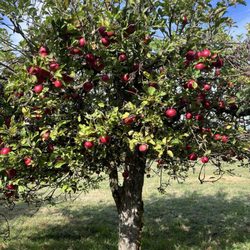 Douglas Farm - Apple tree