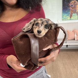Springs Road Animal Hospital