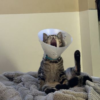 Pet Community Center - Veterinarians Near Me - Nashville, Tennessee