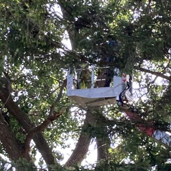 Tried & True Tree Care - Tree Services Near Me - Kenosha, Wisconsin Tried & True Tree Care - Tree Services Near Me - Kenosha, Wisconsin