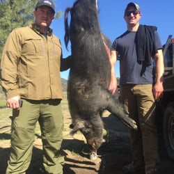 All Season Outfitters - Nice looking boar....soon on its way to the butcher shop.