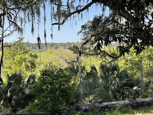 Kanapaha Botanical Gardens by null