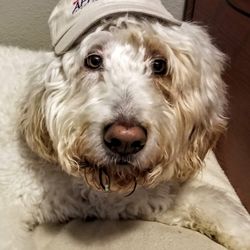 Our Senior Stress Manager!