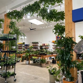Plantiitas - Tropical paradise. - Home Decor Near Me - Long Beach, California Plantiitas - Tropical paradise. - Home Decor Near Me - Long Beach, California
