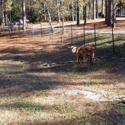 Gravatt