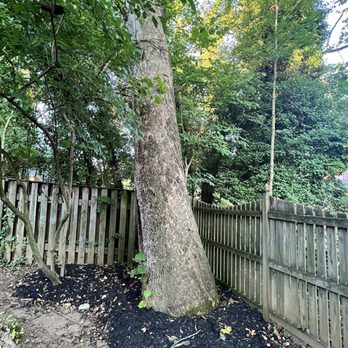 JC Tree Services, LLC - Before - Tree Services Near Me - Silver Spring, Maryland