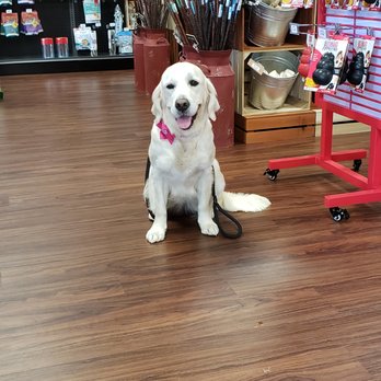 Hollywood Feed - Panda loves Hollywood feed - Pet Stores Near Me - The Woodlands, Texas Hollywood Feed - Panda loves Hollywood feed - Pet Stores Near Me - The Woodlands, Texas