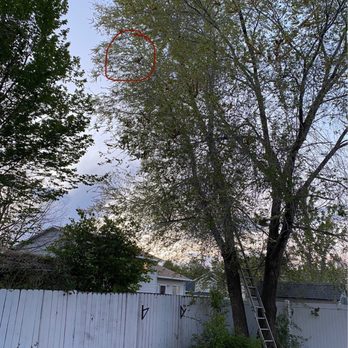 Page's Professional Tree Service - Sad kitty - Tree Services Near Me - Roy, Utah Page's Professional Tree Service - Sad kitty - Tree Services Near Me - Roy, Utah