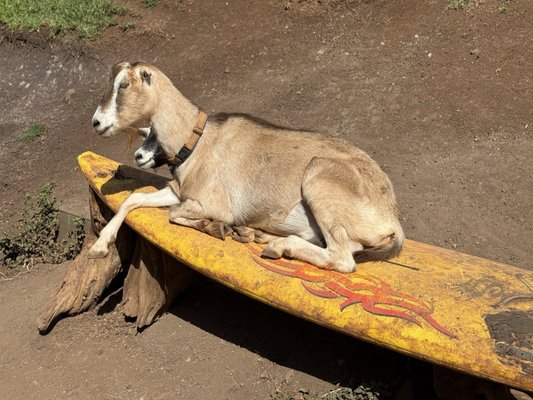 Surfing Goat Dairy by null