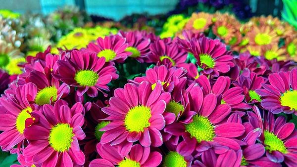 Trader Joe's by null