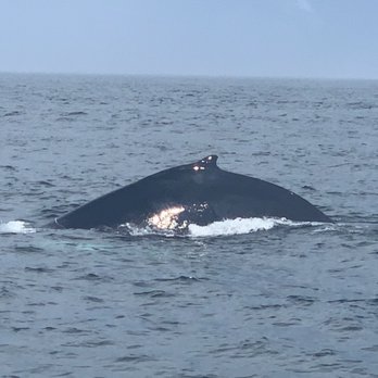 Granite State Whale Watch - Whale Watching Tours Near Me
