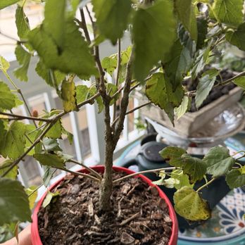 Wigert's Bonsai - Fungus and scalp which I removed by toothbrush - Nurseries & Gardening Near Me - North Fort Myers, Florida Wigert's Bonsai - Fungus and scalp which I removed by toothbrush - Nurseries & Gardening Near Me - North Fort Myers, Florida