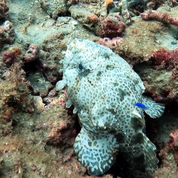 Emerald Coast Scuba - 8/7/21 - Swimming Lessons/Schools Near Me - Destin, Florida