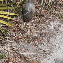 Armadillo