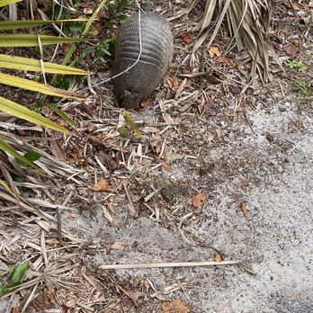Bill Frederick Park at Turkey Lake - Armadillo - Parks Near Me - Orlando, Florida