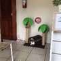 Photo of Gatos da Ilha Clínica de Felinos