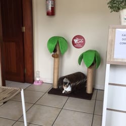Gatos da Ilha Clínica de Felinos - Nina, a mascote da clinica