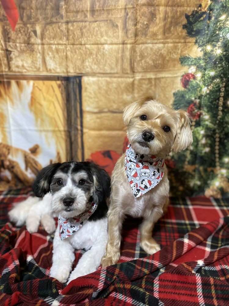 KRITTER KLIPZ Updated May 2024 11 Photos 2397 Belle Meade Dr