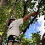 Capshaw Tree Service