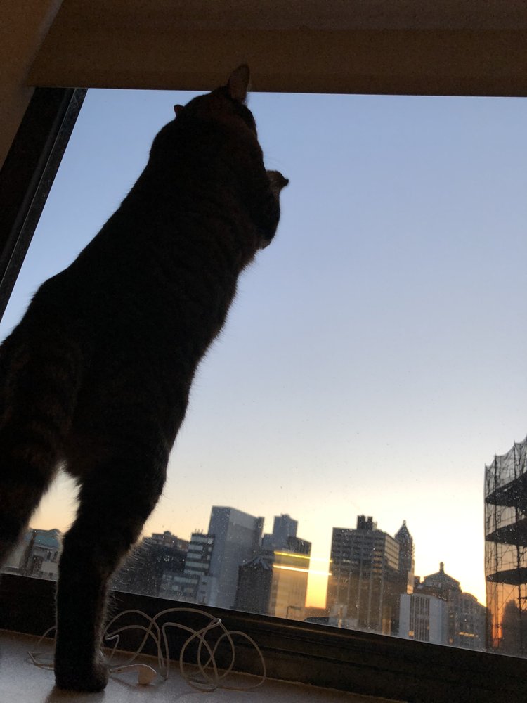 THE OFFERMAN HOUSE 16 Reviews Apartments 248 Duffield St, Brooklyn, NY Phone Number Yelp