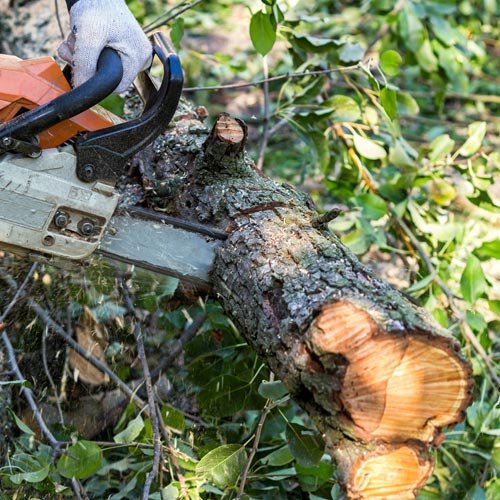 A To Z Tree Trimming - tree service in Meridian, ID