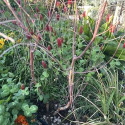 Mountain Gardens Nursery & Pet