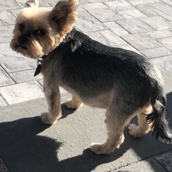Dapper Tails - Pet Groomers Near Me
