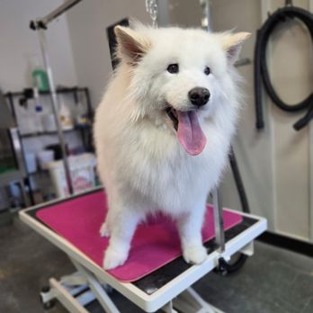Canine Cuts & Artistry - Anastasia mid groom! - Pet Groomers Near Me - Seattle, Washington