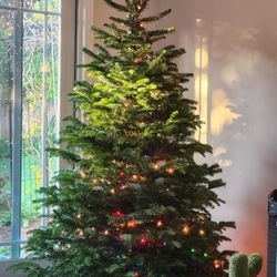 Bruce’s Produce Christmas Trees