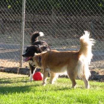 Bonny Doone Kennel - Play time at Bonny Doone - Pet Sitting Near Me - Napa, California Bonny Doone Kennel - Play time at Bonny Doone - Pet Sitting Near Me - Napa, California