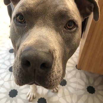 CANIS - Behavior and Training - Finn the pit - Pet Training Near Me - Tarzana, California CANIS - Behavior and Training - Finn the pit - Pet Training Near Me - Tarzana, California