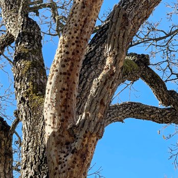 Sunol Regional Wilderness Area - woodpecker's stash - Parks Near Me - Sunol, California Sunol Regional Wilderness Area - woodpecker's stash - Parks Near Me - Sunol, California