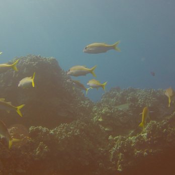 In2Scuba Diving Maui Dive Co - Live action shot - Scuba Diving Near Me - Lahaina, Hawaii In2Scuba Diving Maui Dive Co - Live action shot - Scuba Diving Near Me - Lahaina, Hawaii