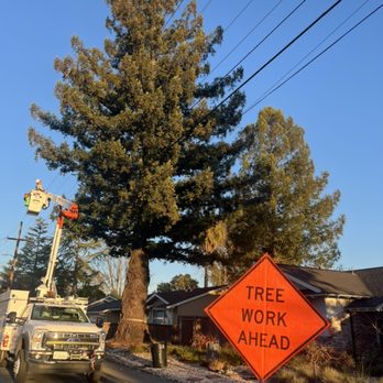 North Bay Tree Service - Tree Removal coordinated with PG&E - Tree Services Near Me