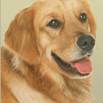 Hidden Fence - http://www.hiddenfence.net - Pet Services Near Me - Chester, Maryland
