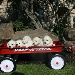 Sierra View English Creams Retrievers