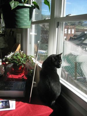 City Lights Bookstore by null