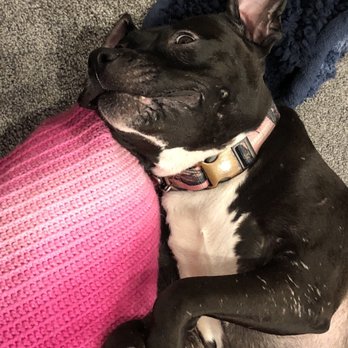 BARCS - Animal Shelters Near Me - Baltimore, Maryland