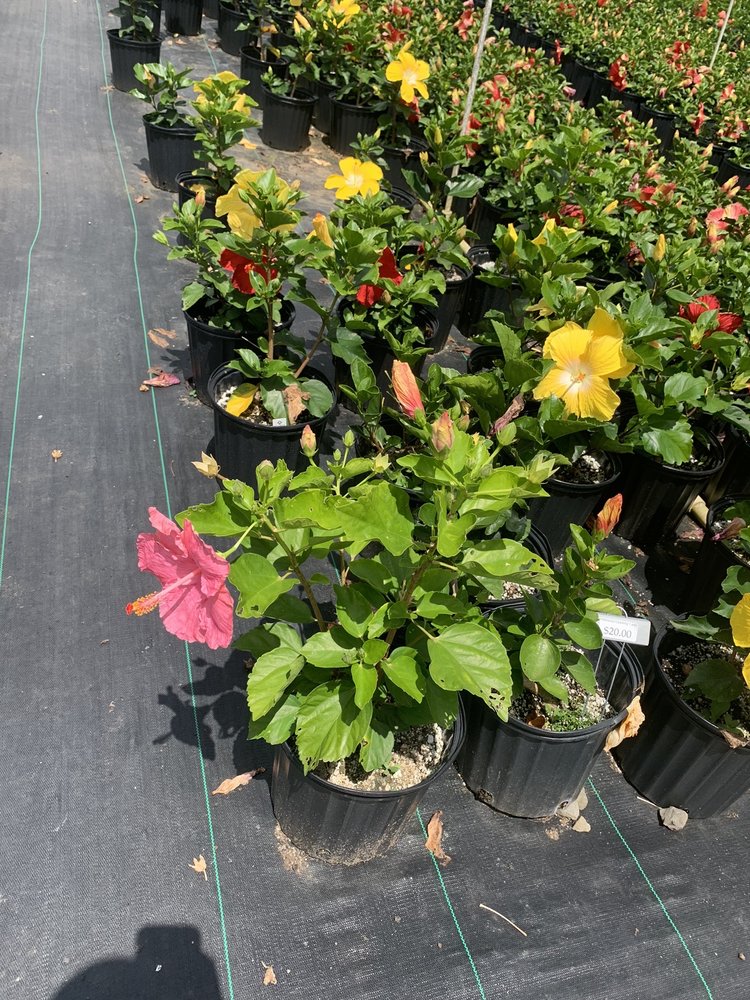 THE PLANT PLACE Updated September 2024 68 Photos & 39 Reviews 41