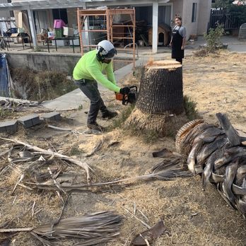 Angel Tree Care - Palm Tree Removal - Tree Services Near Me Angel Tree Care - Palm Tree Removal - Tree Services Near Me