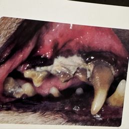 This is how bad their teeth can work without seeing a dentist. I wouldn't want that in my mouth. This is how bad their teeth can work without seeing a dentist. I wouldn't want that in my mouth.