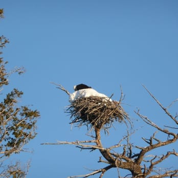 Yellowstone Alpen Guides Co - bald eagle nest - Tours Near Me - West Yellowstone, Montana Yellowstone Alpen Guides Co - bald eagle nest - Tours Near Me - West Yellowstone, Montana