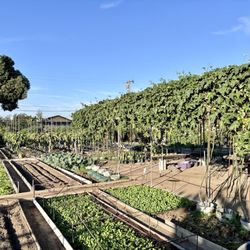 Vegetable Garden