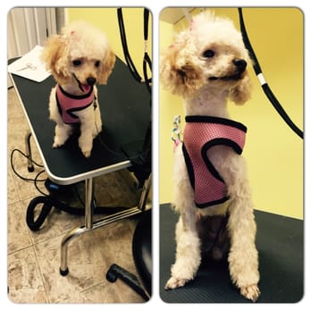 The Loving Tails Spa - Pet Groomers Near Me - Queens, New York The Loving Tails Spa - Pet Groomers Near Me - Queens, New York